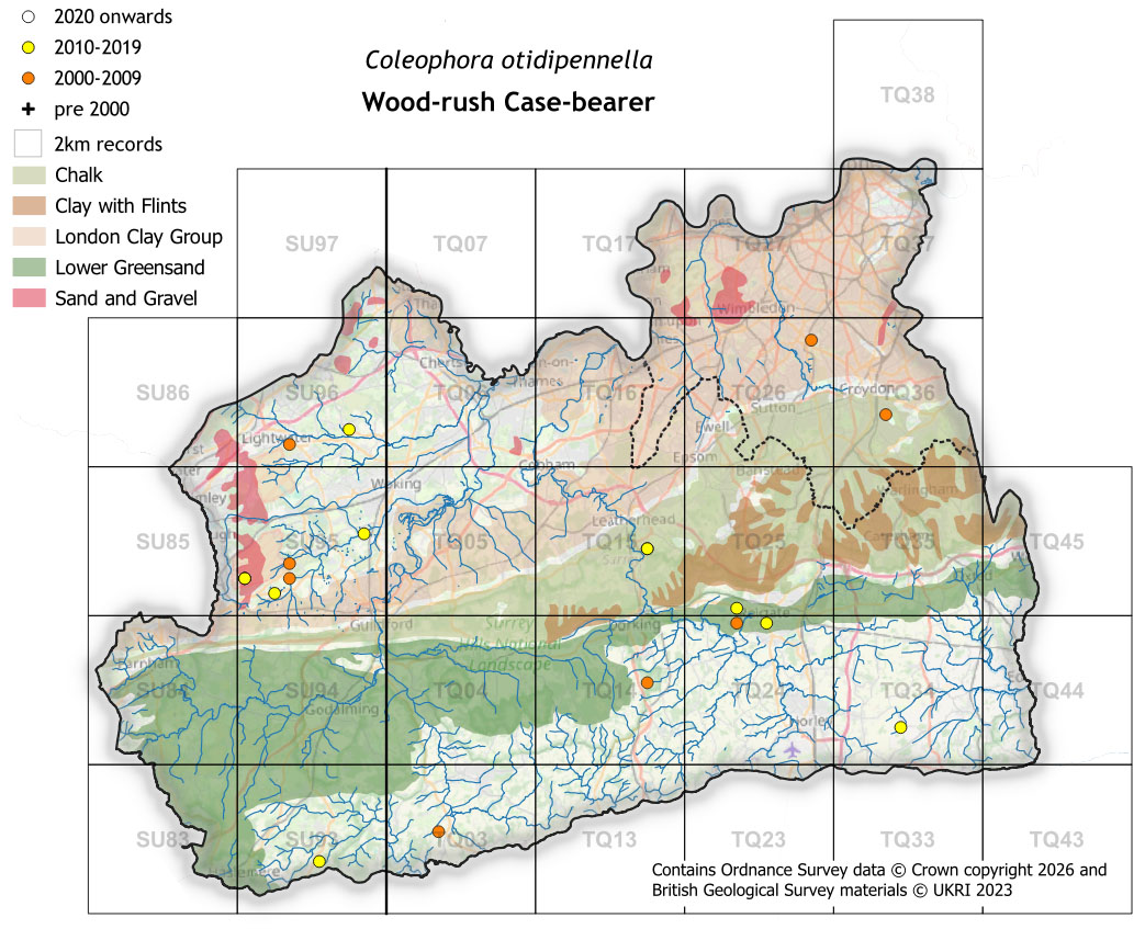 Moths